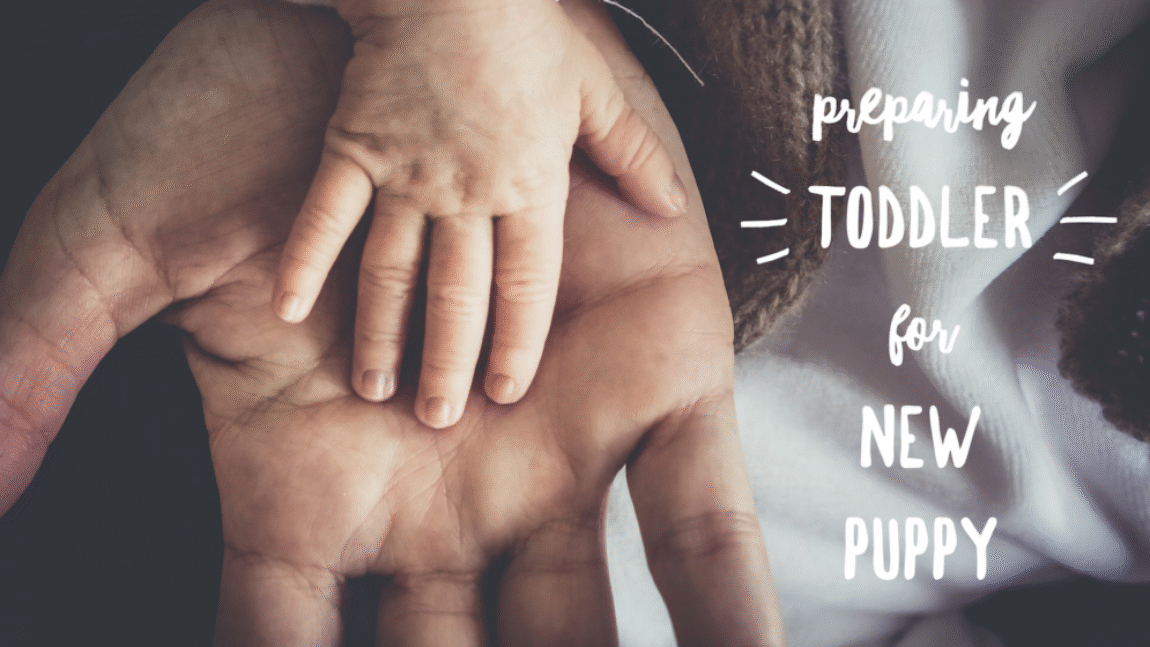 Preparing Toddler for New Puppy