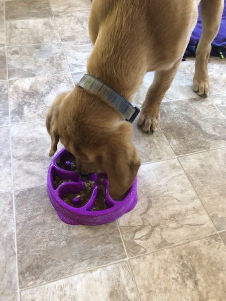 Puppy eating from a slow feeder