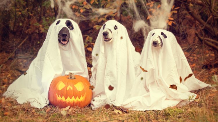PoochParenting.net - dogs dressed for Halloween - can they see? Did they give consent?