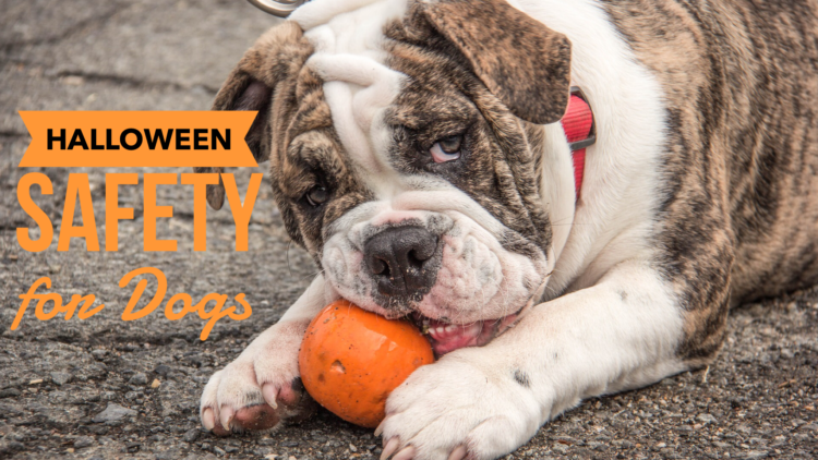Halloween Safety for Dogs