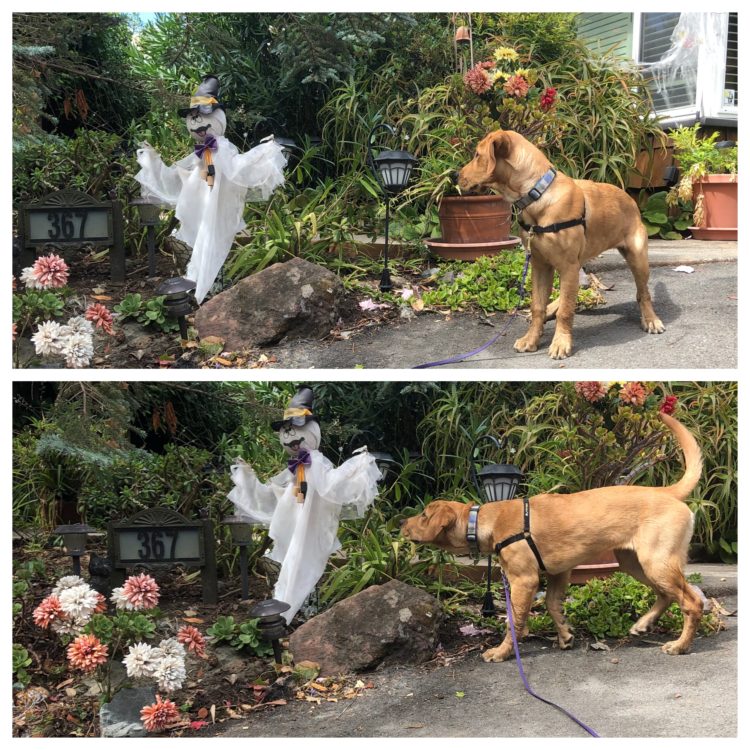 PoochParenting.net - Service puppy seeing Halloween decoration for the first time