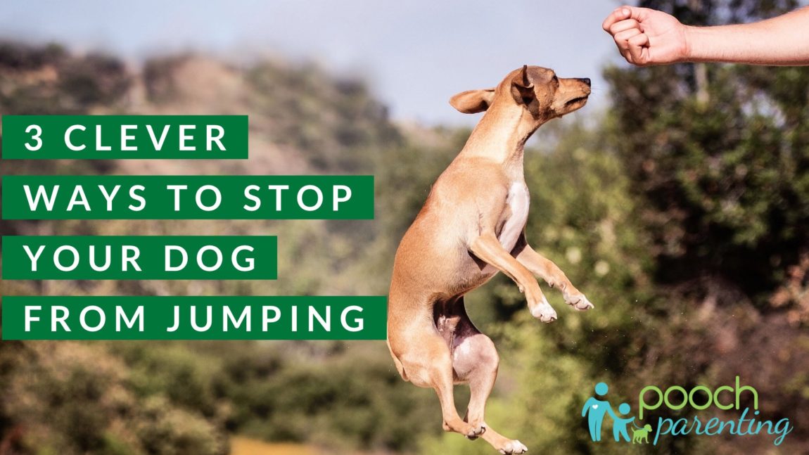 3 Ways to Stop Your Dog from Jumping
