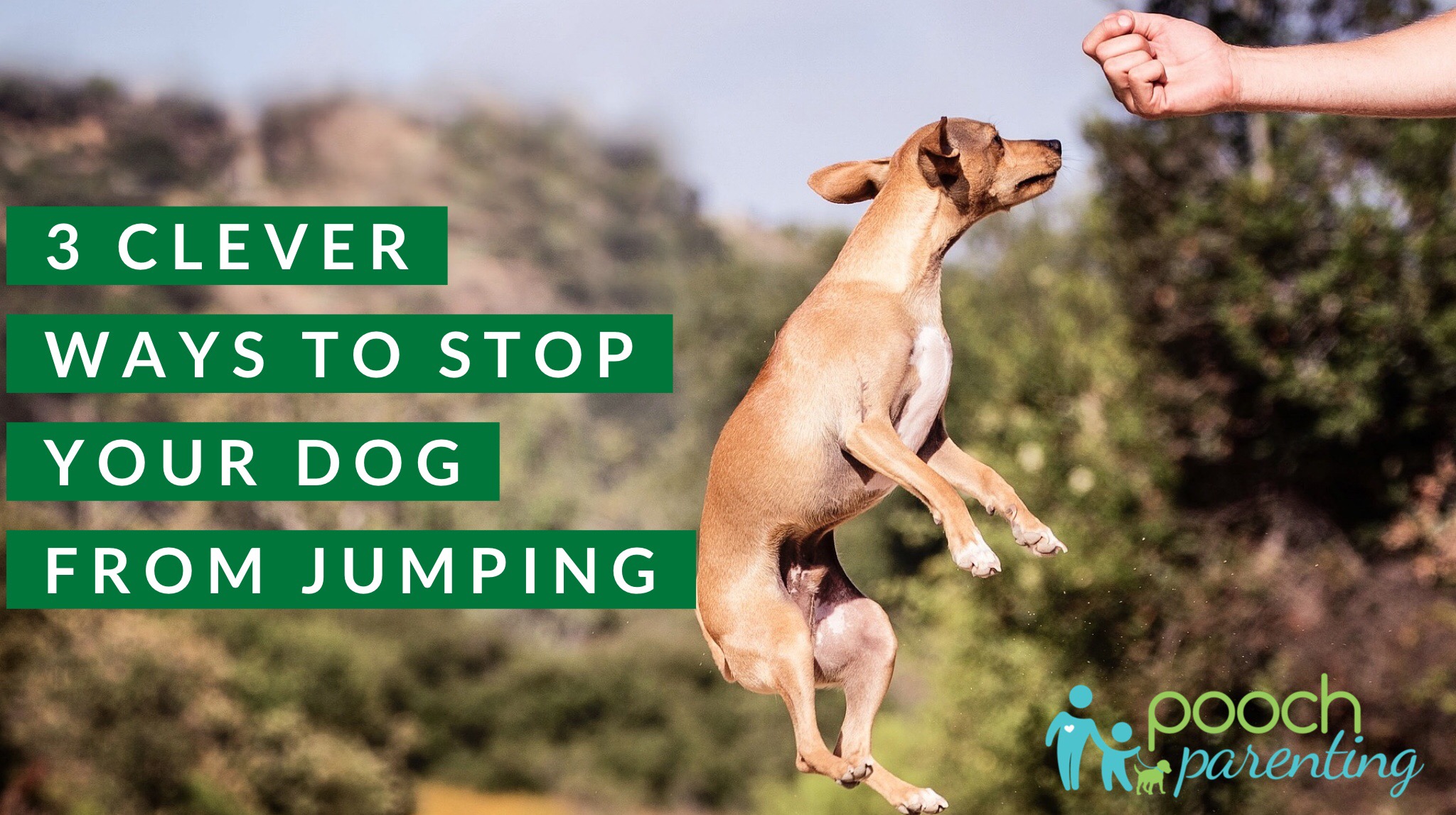 how to stop a dog from jumping on you