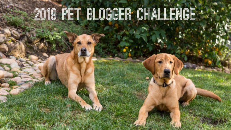 2019 Pet Blogger Challenge
