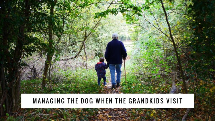 Managing the Dog when Grandkids Visit