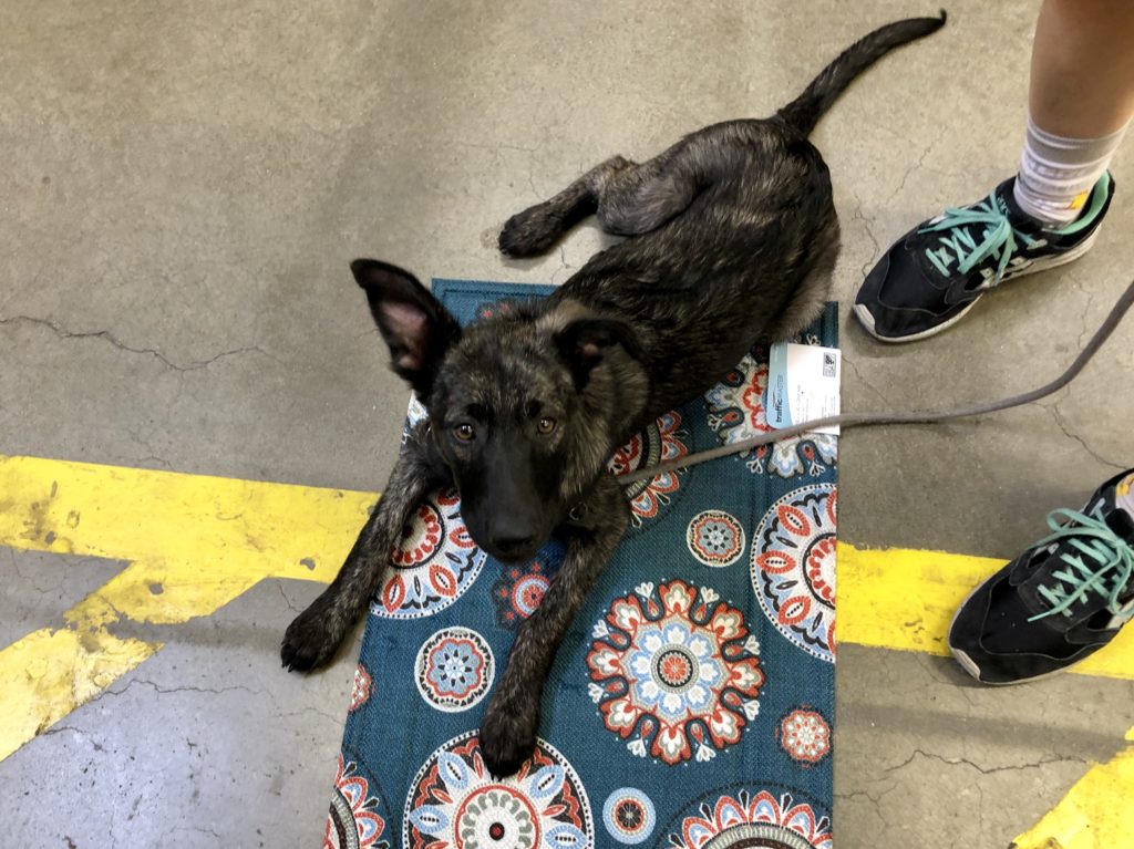 Pooch Parenting offers Puppies On the Town in Marin County - Home Depot