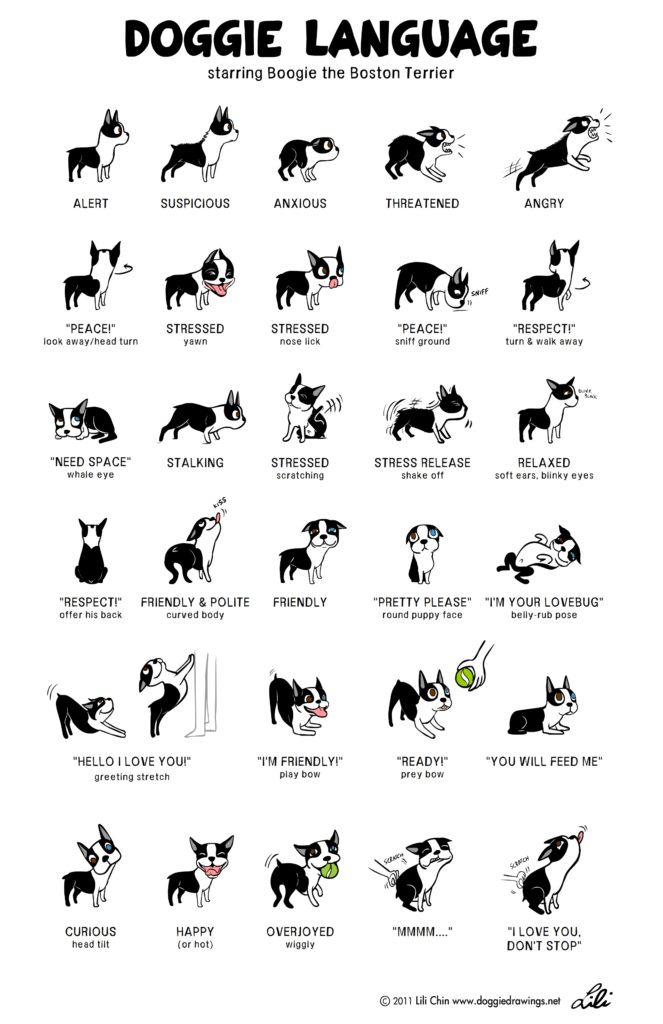 Dog body language graphic by Lili Chin