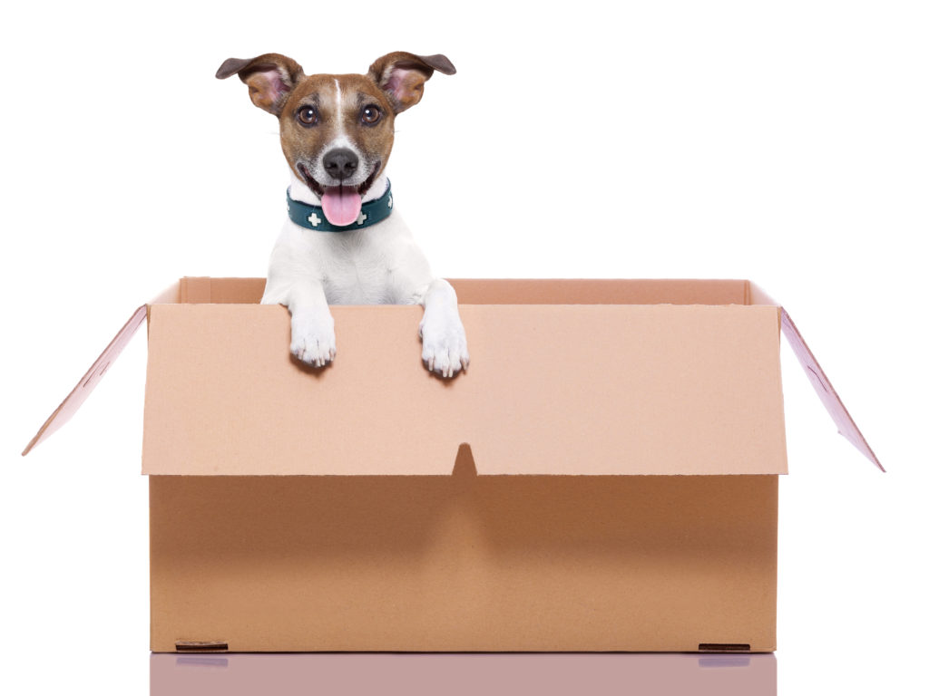 Dog in Box - Canine enrichment activity - PoochParenting.net