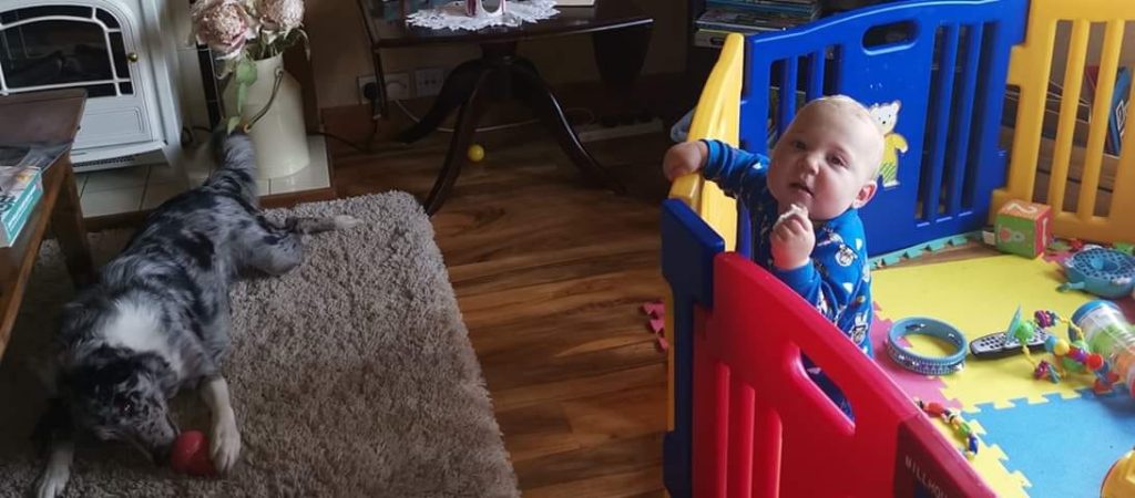 Using a pen to contain the baby while the dog enjoys a kong - Pooch Parenting