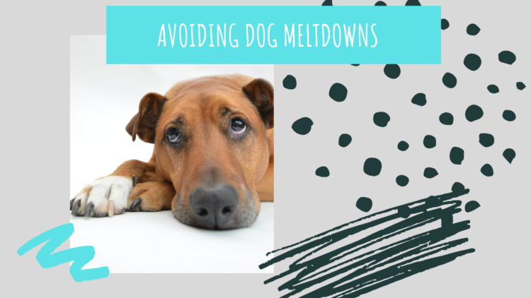 Avoiding Dog Meltdowns
