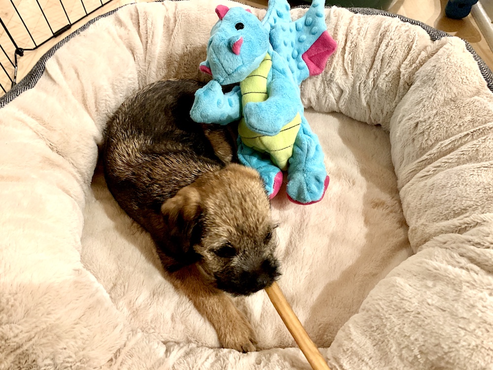 Puppy relaxing on his bed in a pen with a bully stick. 