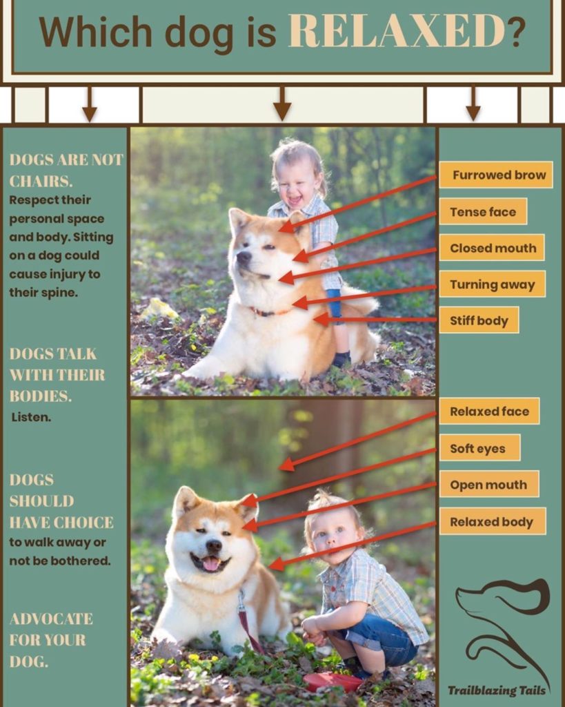 Which Dog is Relaxed? Dog body language graphic by Trailblazing Tails to help families understand how their dog is feeling.