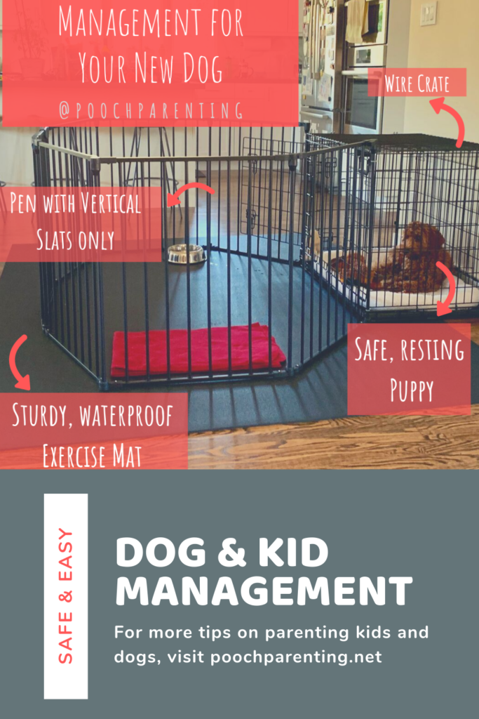 Safe and easy strategies to manage dogs and kids - Pooch Parenting