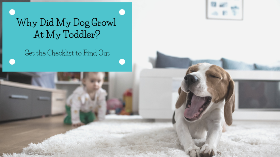 Why Did My Dog Growl At My Toddler?