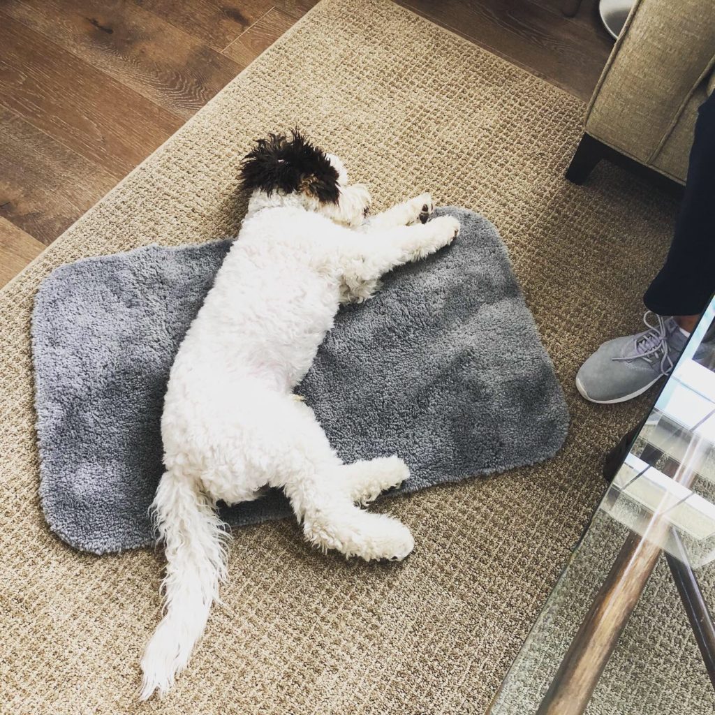 Dog resting on a mat - preparing dog before baby - Pooch Parenting 