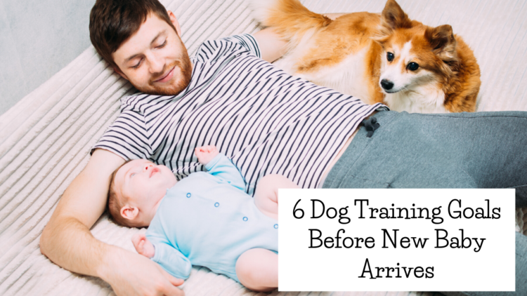 6 Dog Training Goals Before Baby Arrives