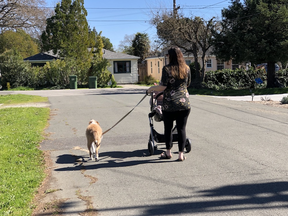 Practice getting dog used to baby equipment before baby arrives - Pooch Parenting