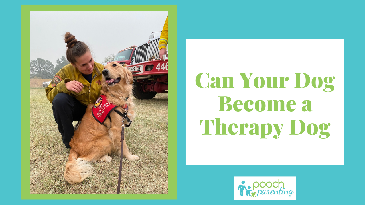 how to get your dog to become a therapy dog