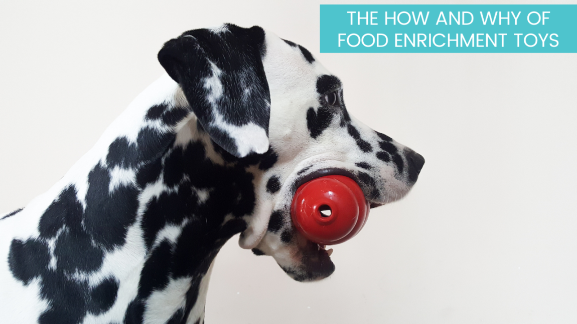 How to Use a Kong for your Dog