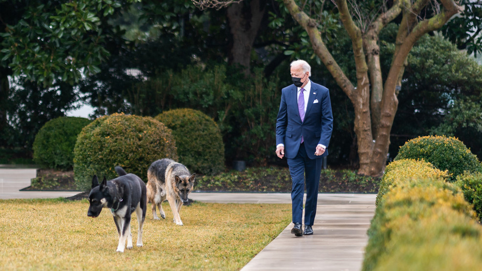 Photo of Major, Champ and President Joe Biden at the White House. P20210126AS-1271: President Joe Biden walks with his dogs Major and Champ in the Rose Garden of the White House Tuesday, Jan. 26, 2021. (Official White House Photo by Adam Schultz)