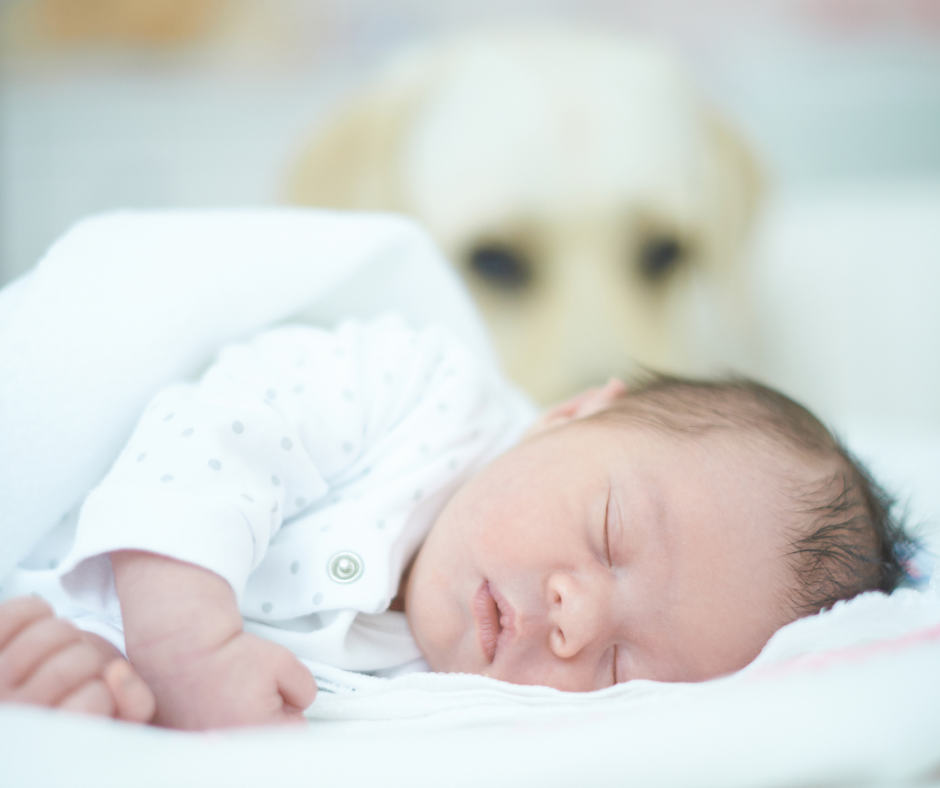 Michelle Stern, founder of Pooch Parenting, is a dog behavior consultant and certified professional trainer. She specializes in working with families who have kids and dogs, toddlers and dogs, babies and dogs, and families with dogs who are adopting a baby or who are pregnant.