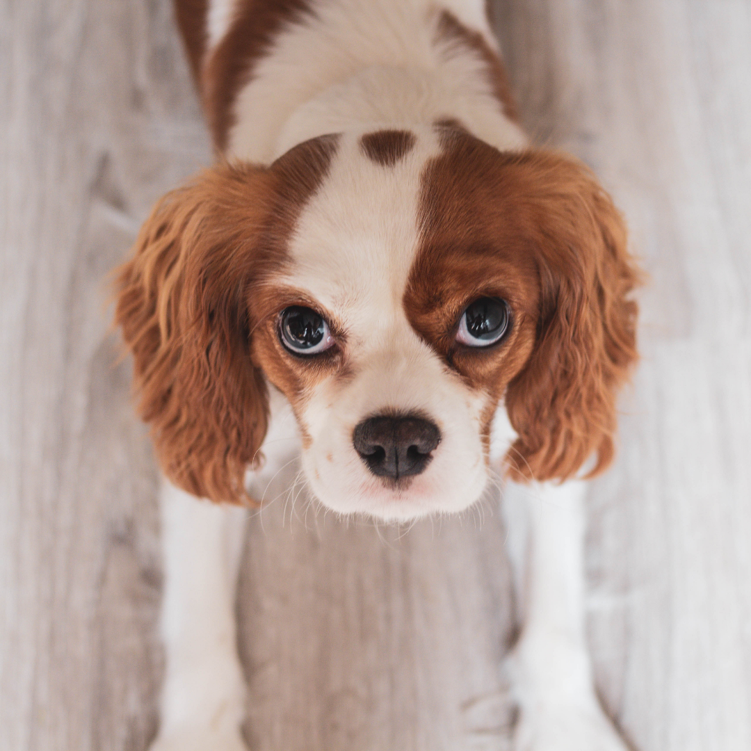 King Charles Spaniel - Pooch Parenting Dog and Baby