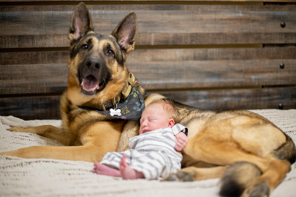 German Shepherd dog with newborn baby leaning on it. This is an unsafe interaction between dog and baby.