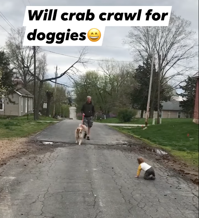 baby crawling towards a man walking his dog on a leash. The dog is nervous and the baby is allowed to approach which could lead to a bite.