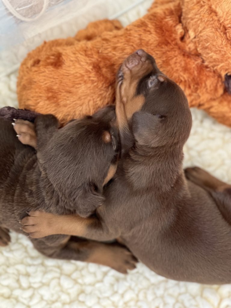 Pooch Parenting - foster puppies 