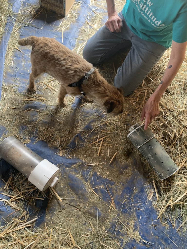 Pippin meeting the rat in a tube